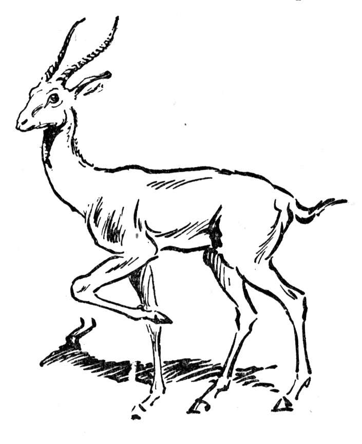 Antylopa, gazela, gnu kolorowanki
